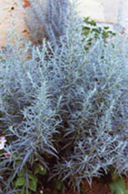 Artemisia ludoviciana var albula